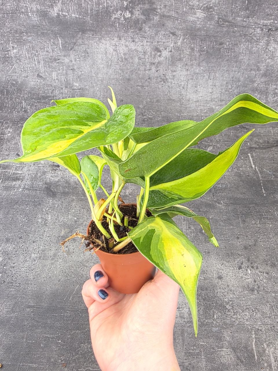 Philodendron Scandens Brasil 8 cm