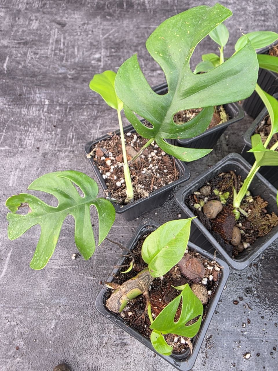 Pěstírna KYTKYshop Rhapidophora Tetrasperma mini