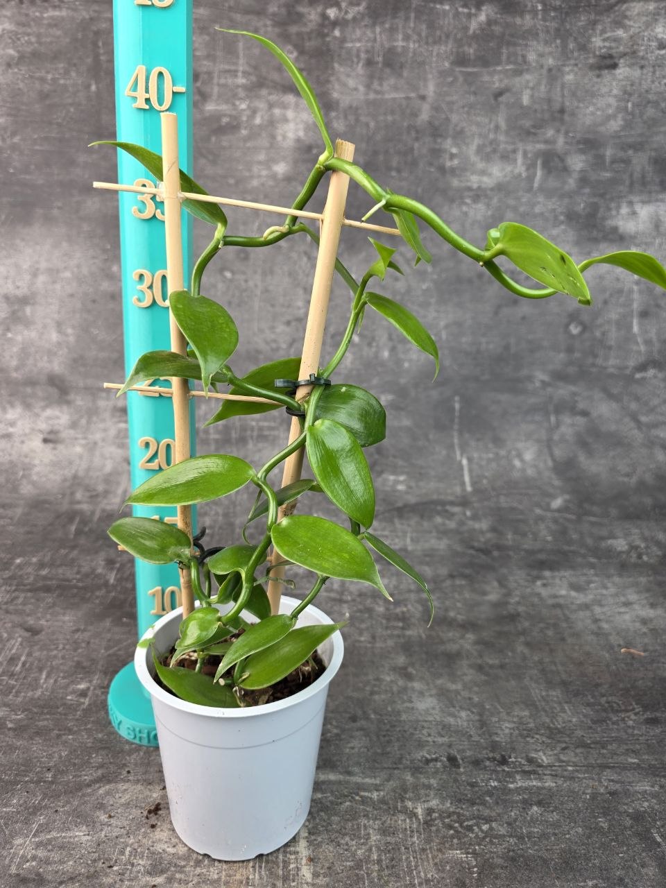 Vanilla Planifolia na žebříku 12 cm