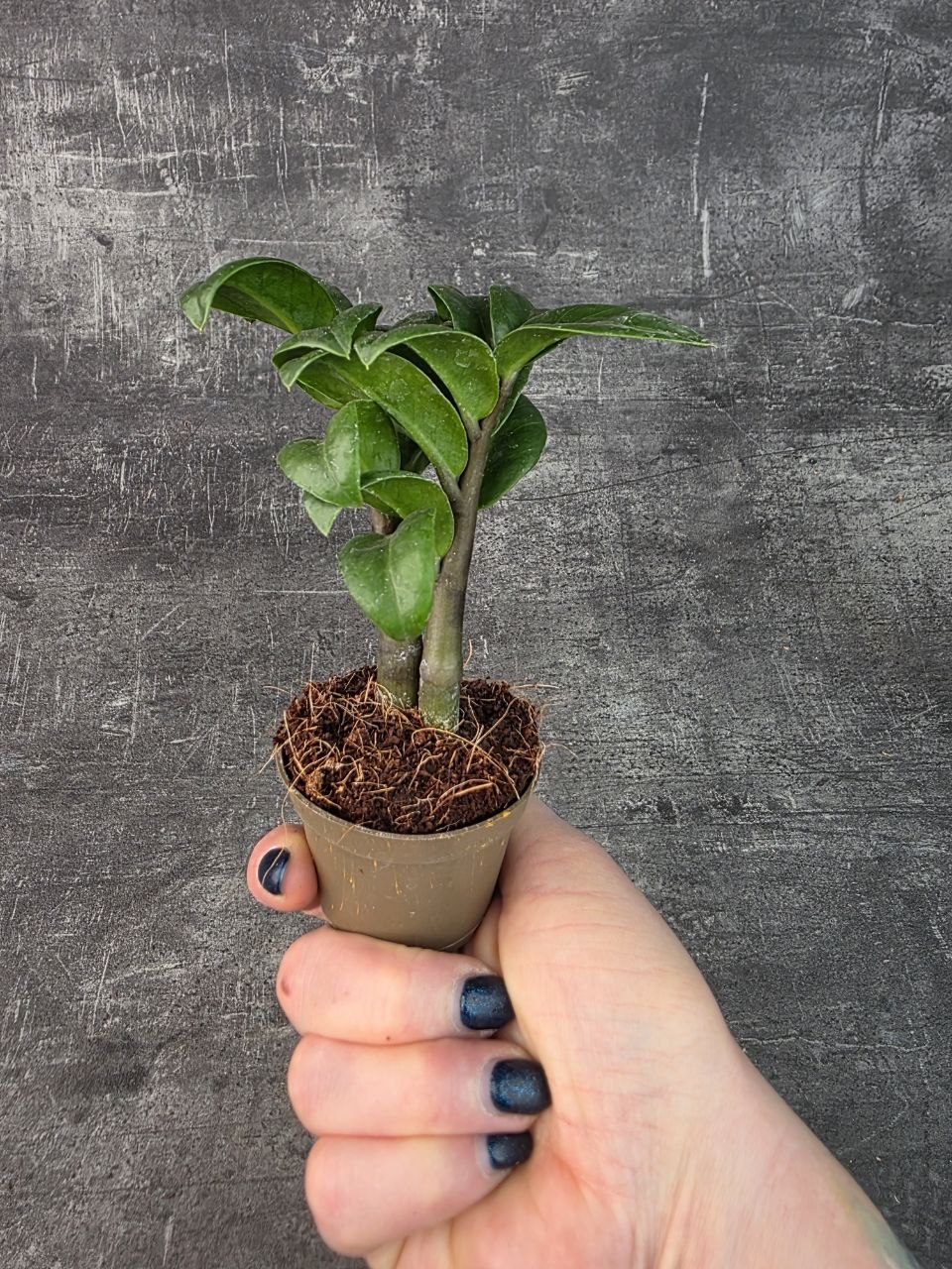 Zamioculcas Zamiifolia Zenzi mini