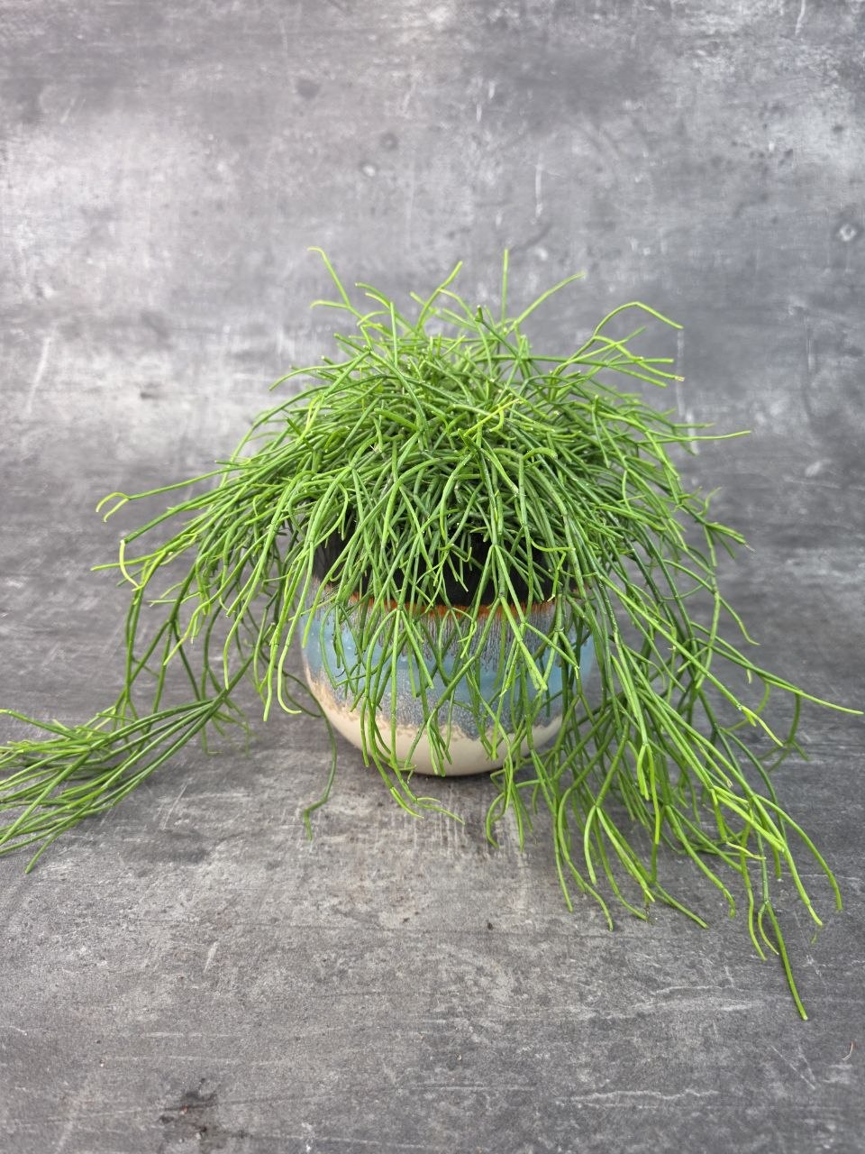 Rhipsalis Baciferra Oasis 12 cm