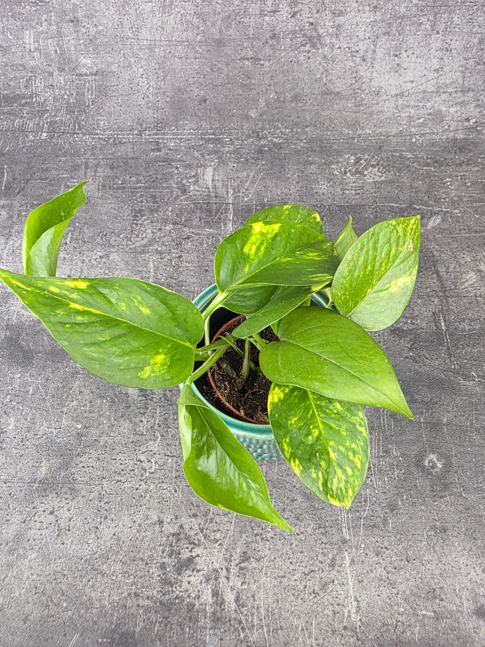 Epipremnum Auerum 8,5 cm
