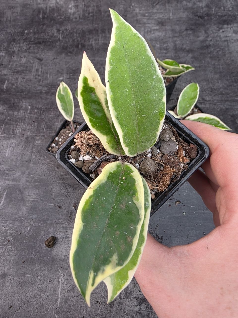 Pěstírna KYTKYshop Hoya Carnosa Krimpson