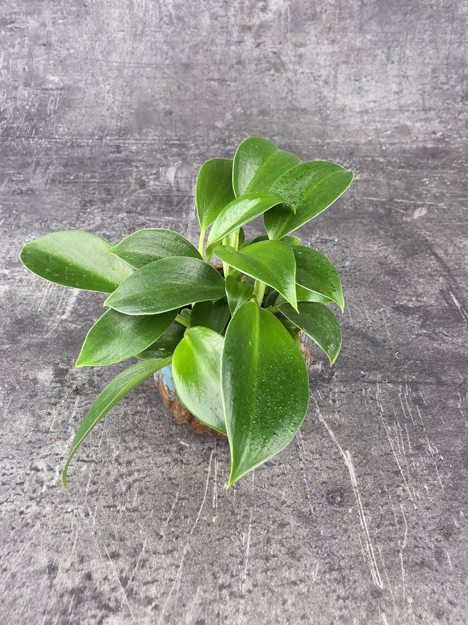 Philodendron Green princess mini