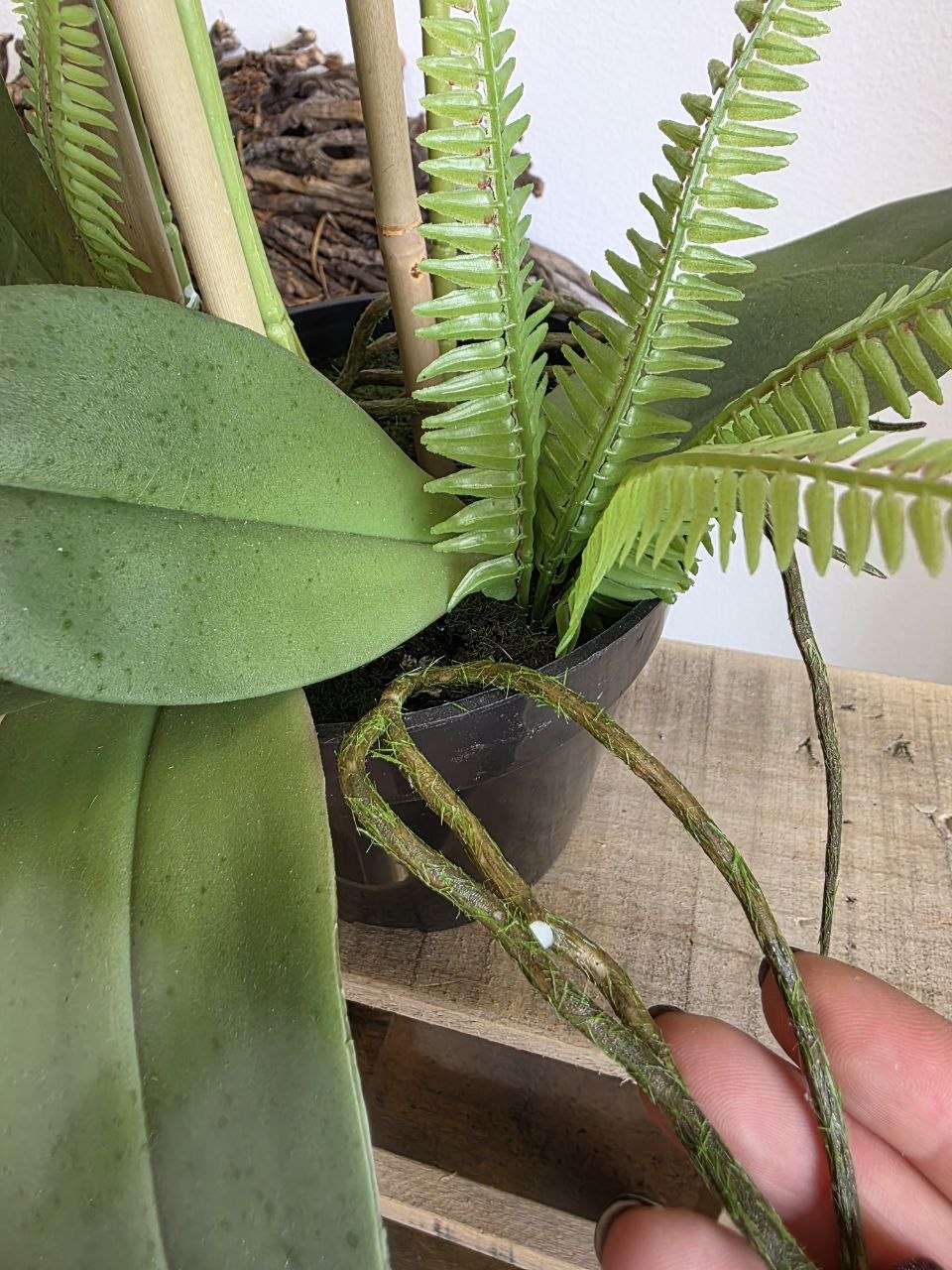 Imitace pokojová rostlina phalaenopsis vínový