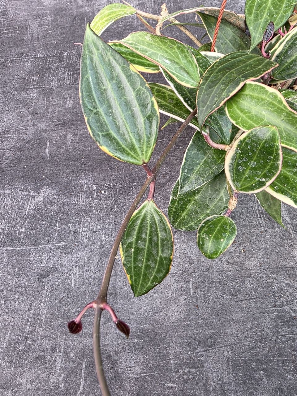Hoya Albomarginata závěs