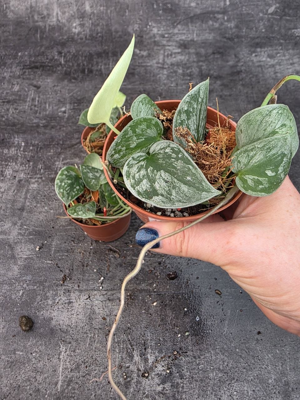 Pěstírna KYTKYshop Scindapsus Silvery Ann 
