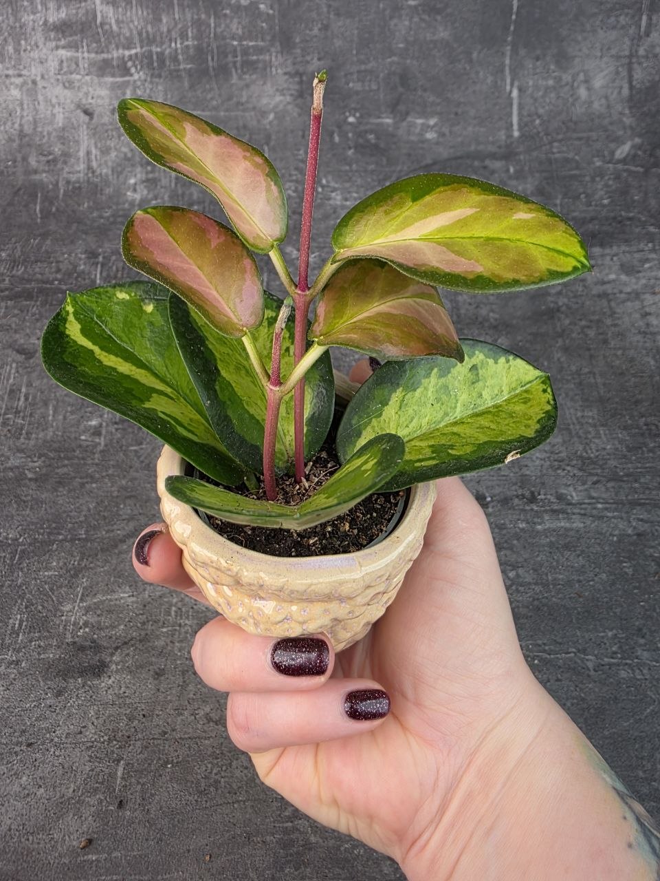 Hoya Australis Trikolor mini
