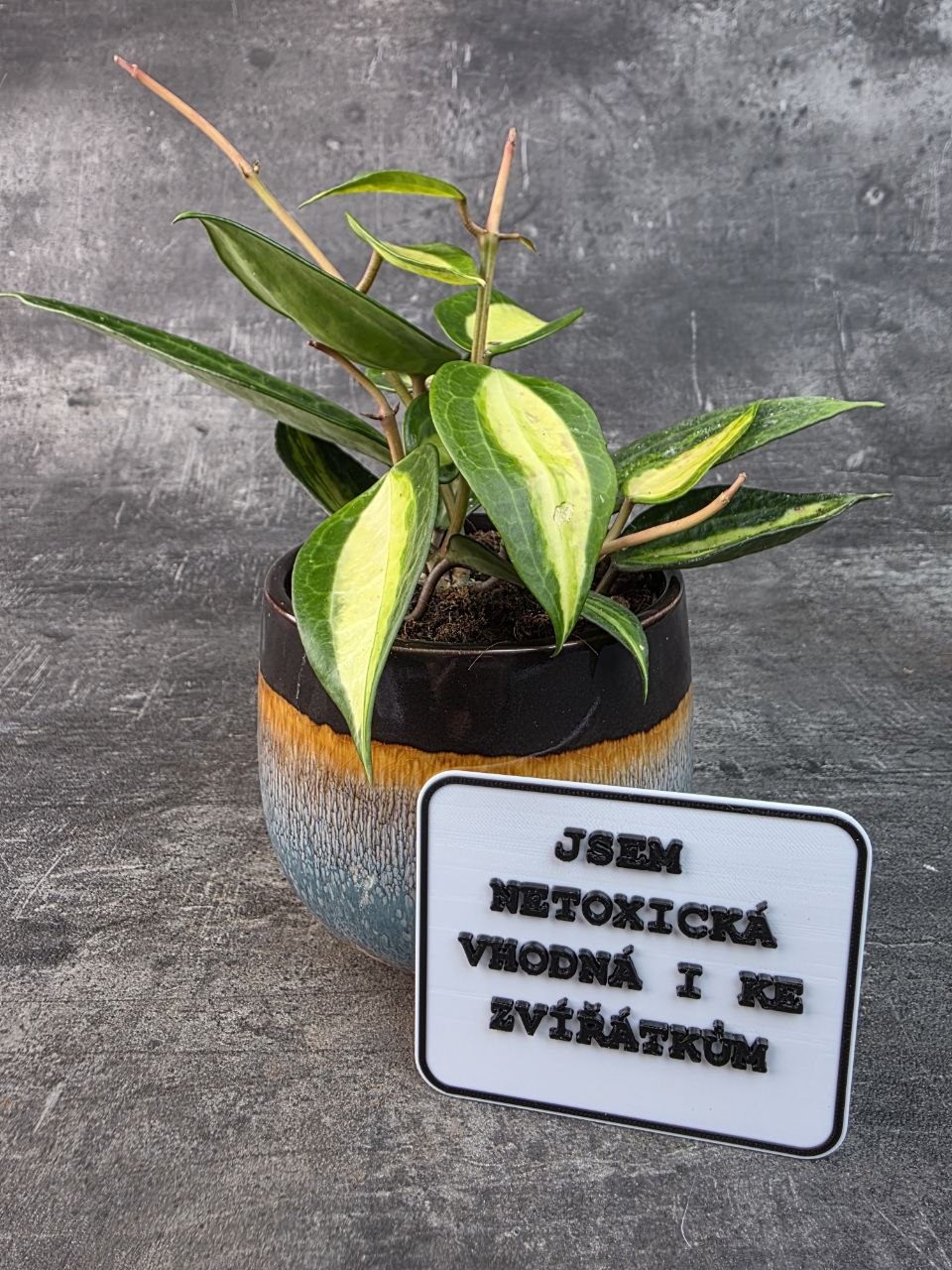 Hoya EasyCare Pot of Gold 11 cm
