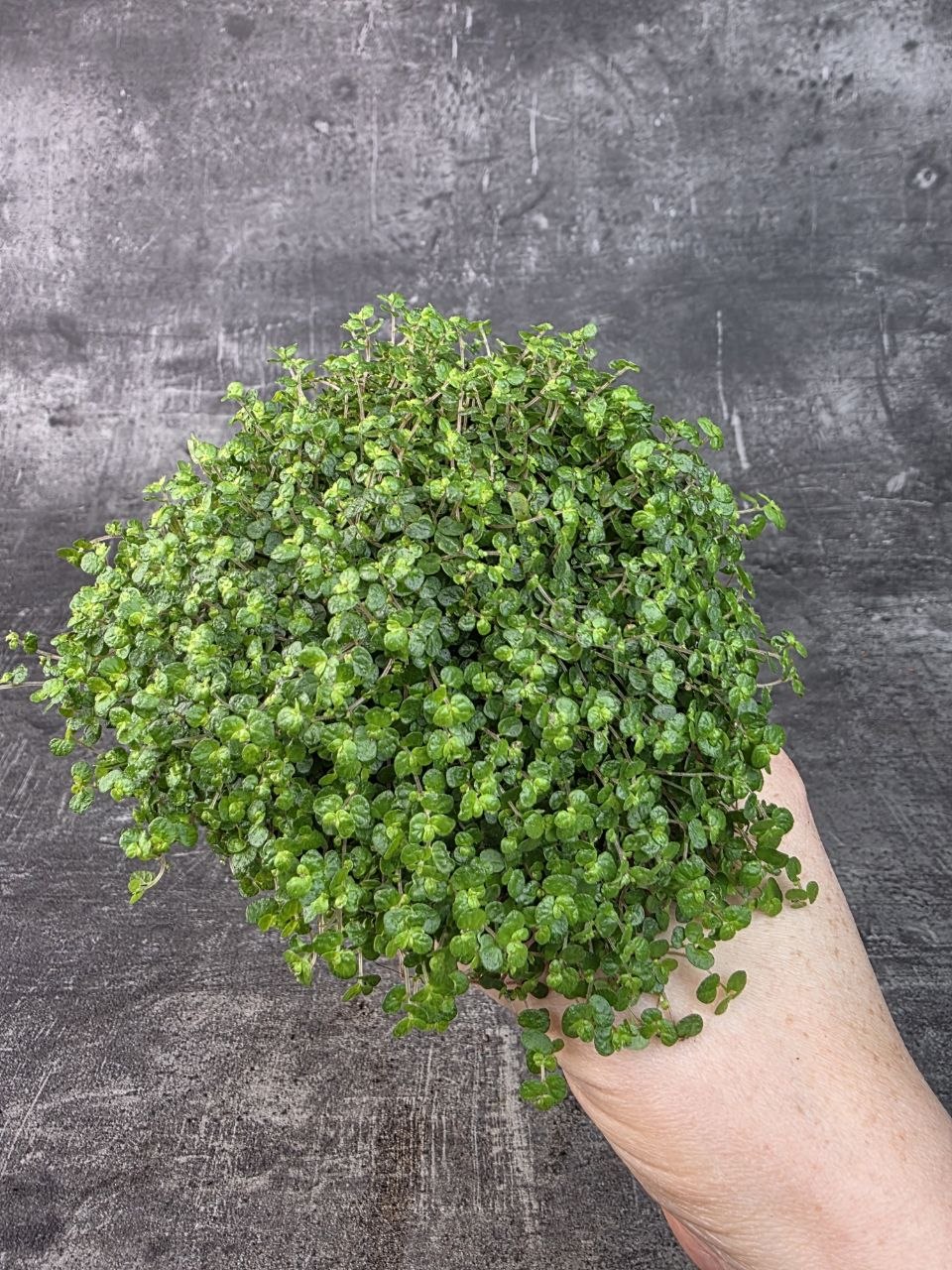 Soleirolia soleirolii tmavá 11 cm