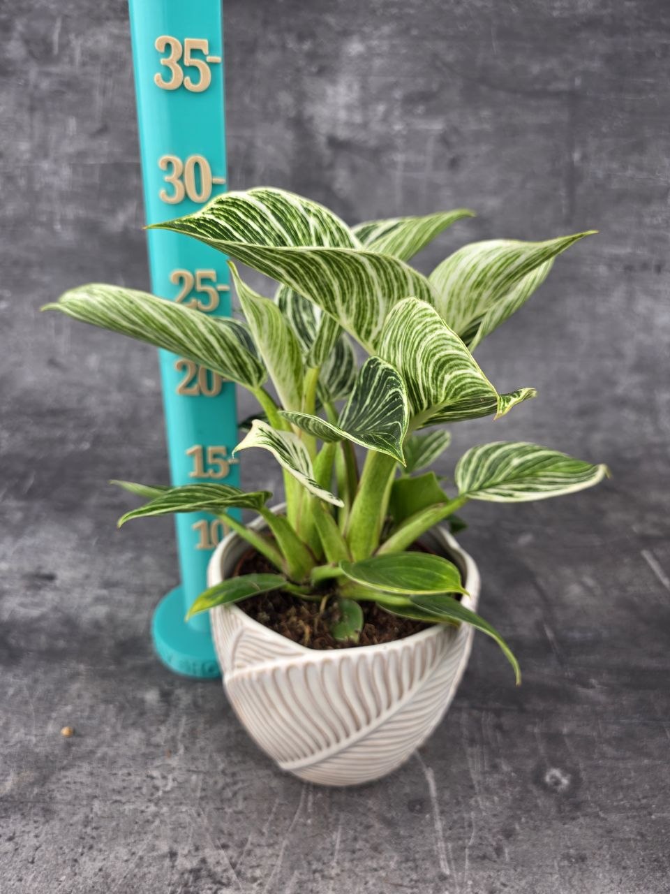 Philodendron White Wave