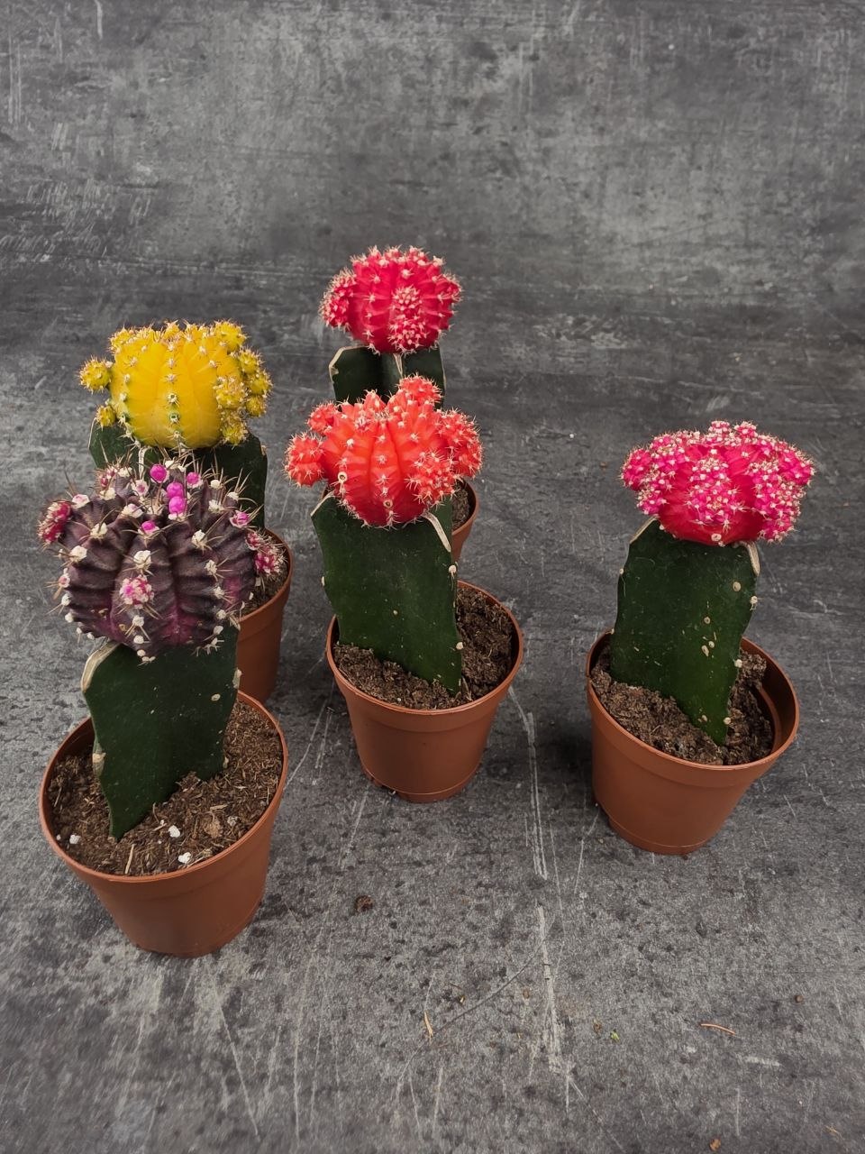 Kaktus Gymnocalycium