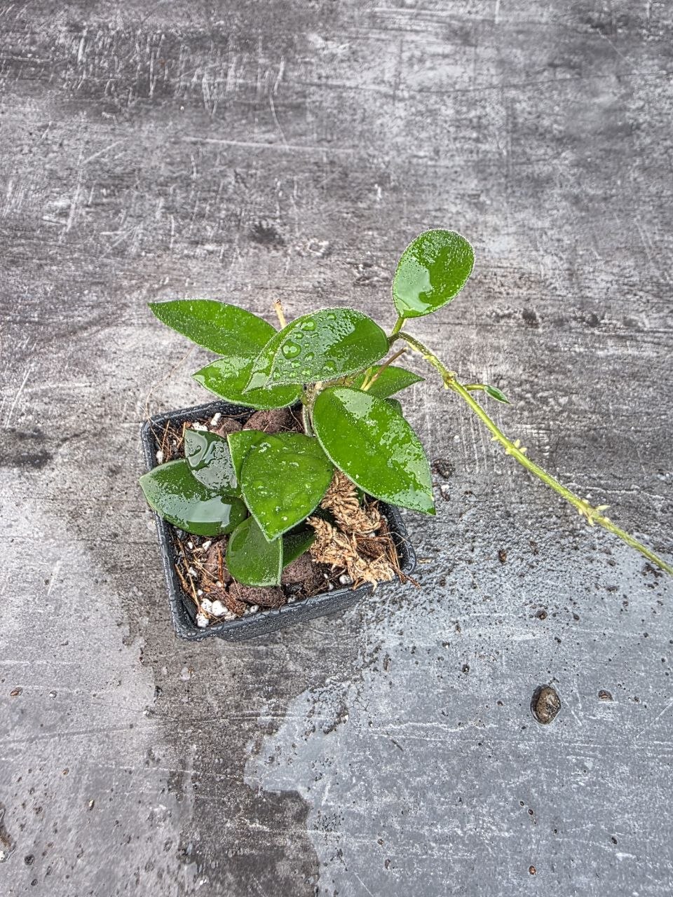 Pěstírna KYTKYshop Hoya chouke