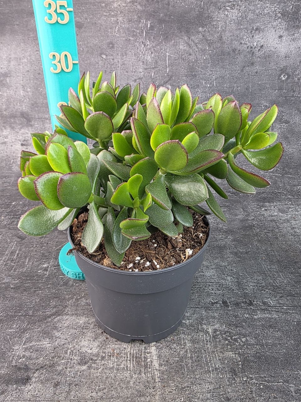 Crassula  Ovata Sunset 17 cm