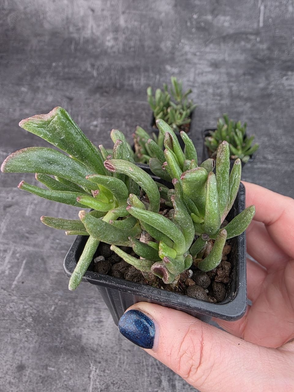 Pěstírna KYTKYshop Crassula Hobit