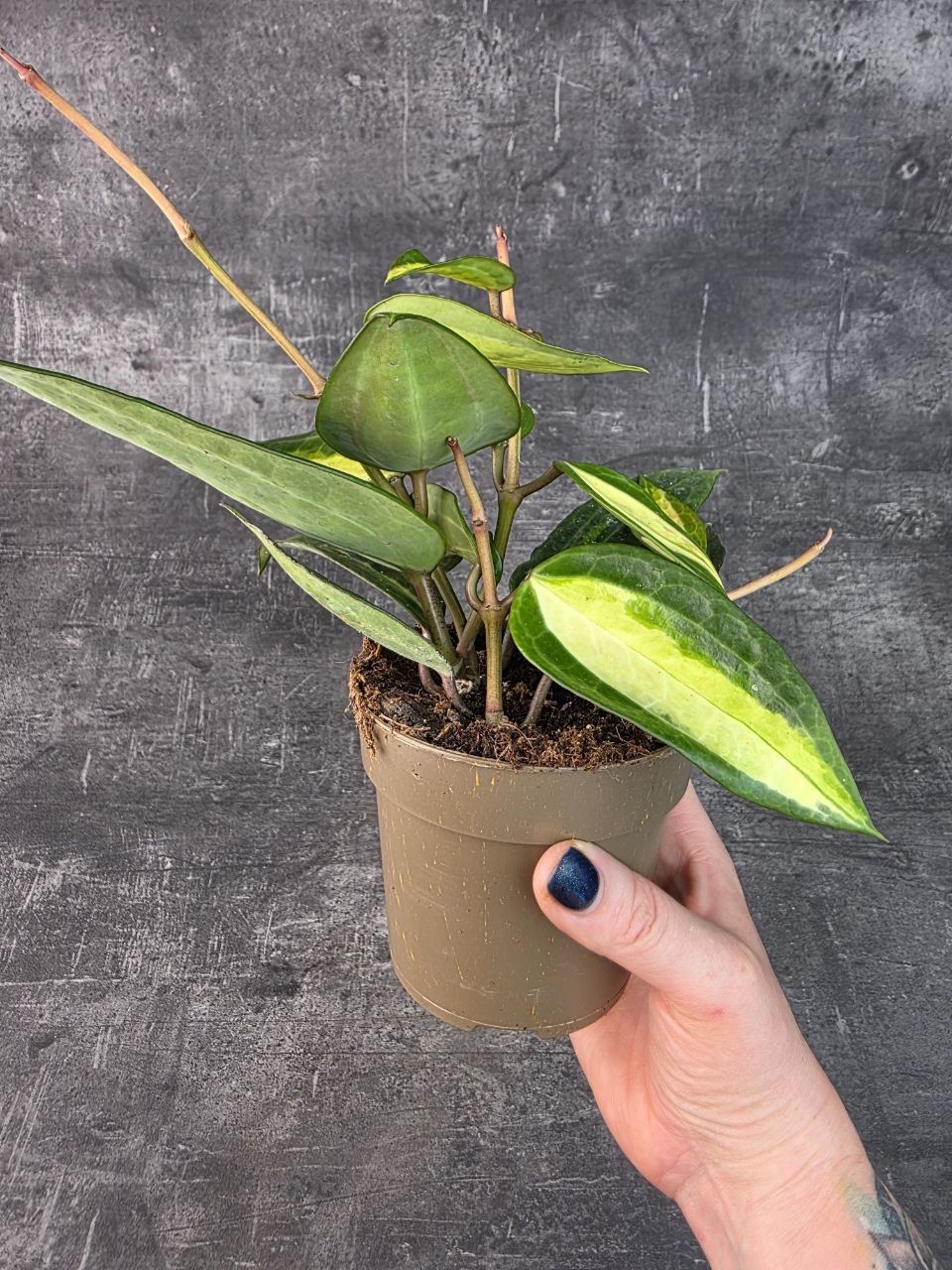 Hoya EasyCare Pot of Gold 11 cm