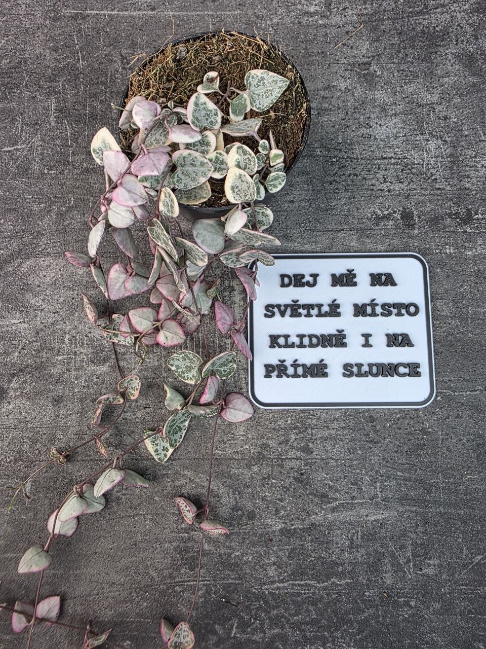 Ceropegia Woodii variegata 8 cm
