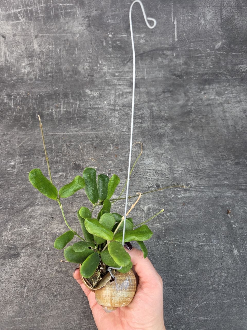 Hoya ve šnečí ulitě Rotundiflora 11