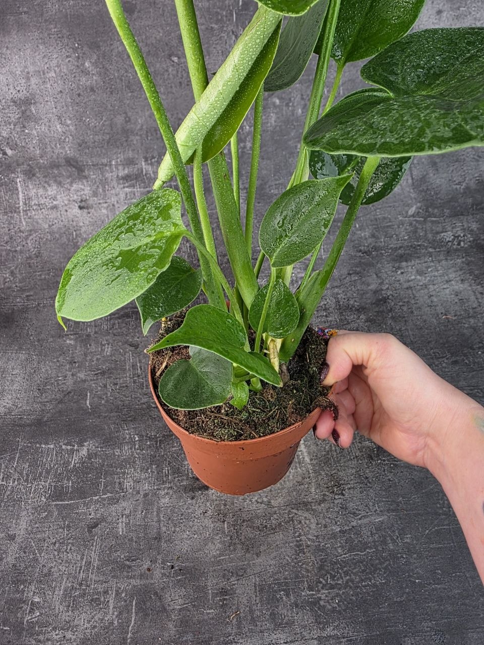 Monstera Deliciosa 14 cm