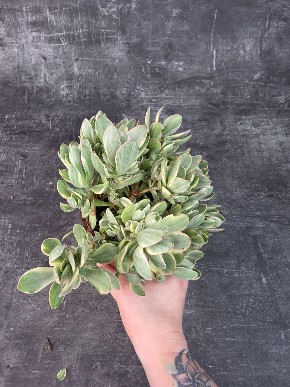 Crassula Swaziensis variegata 12 cm