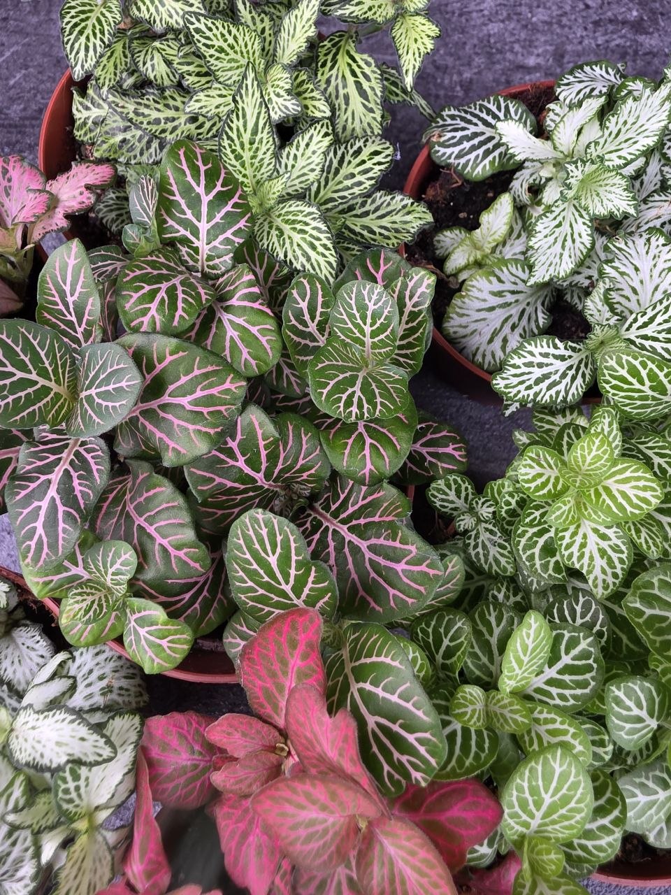 Fittonia výběr z více barev 8,5 cm