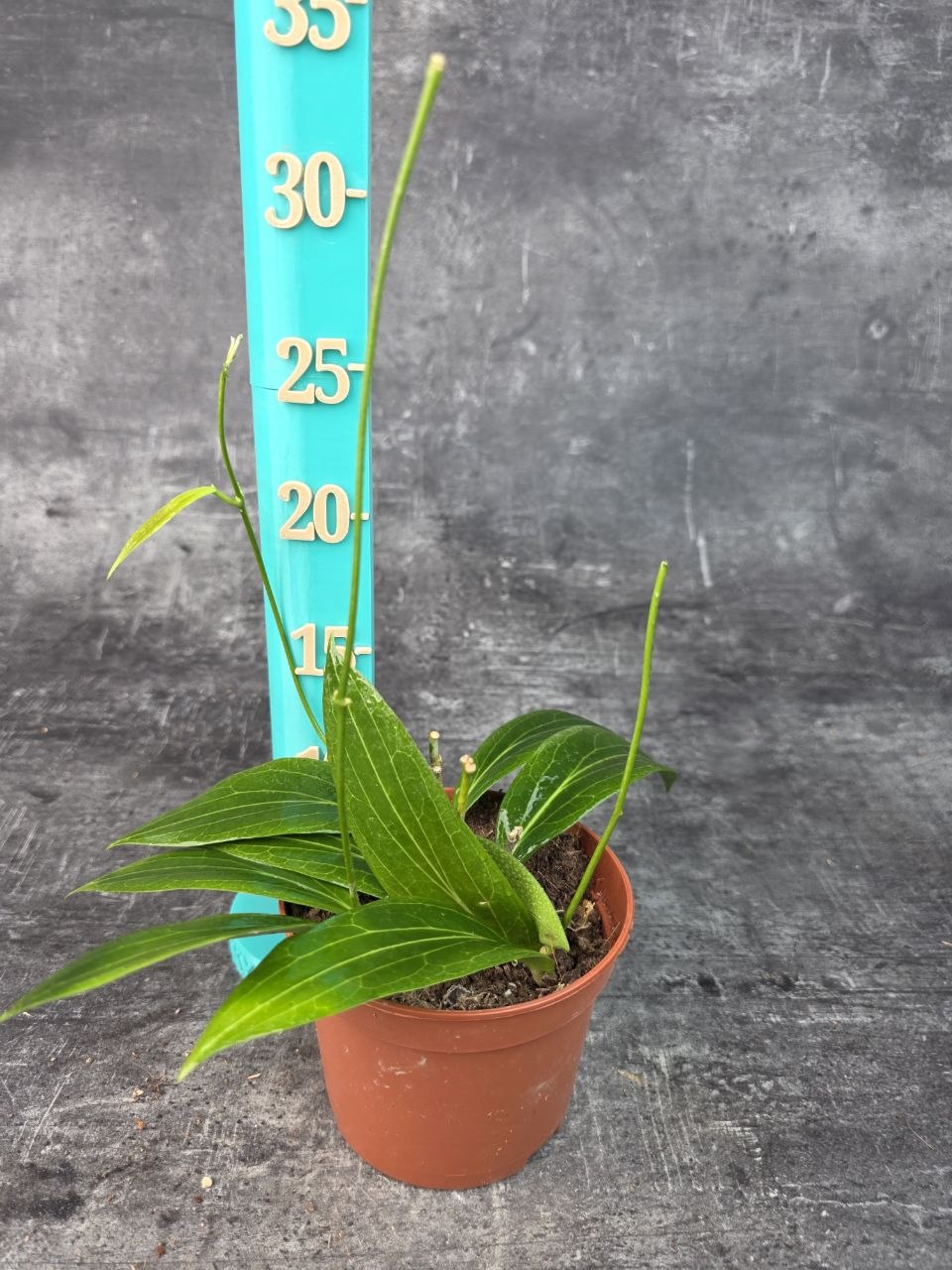 Hoya Soligamiana 12 cm