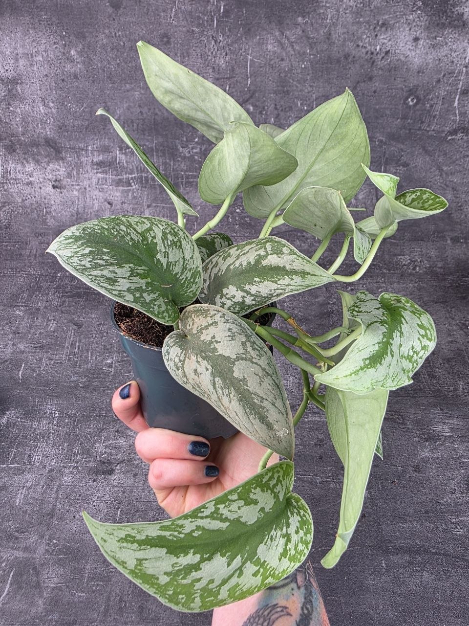 Scindapsus Pictus Trebie 12 cm