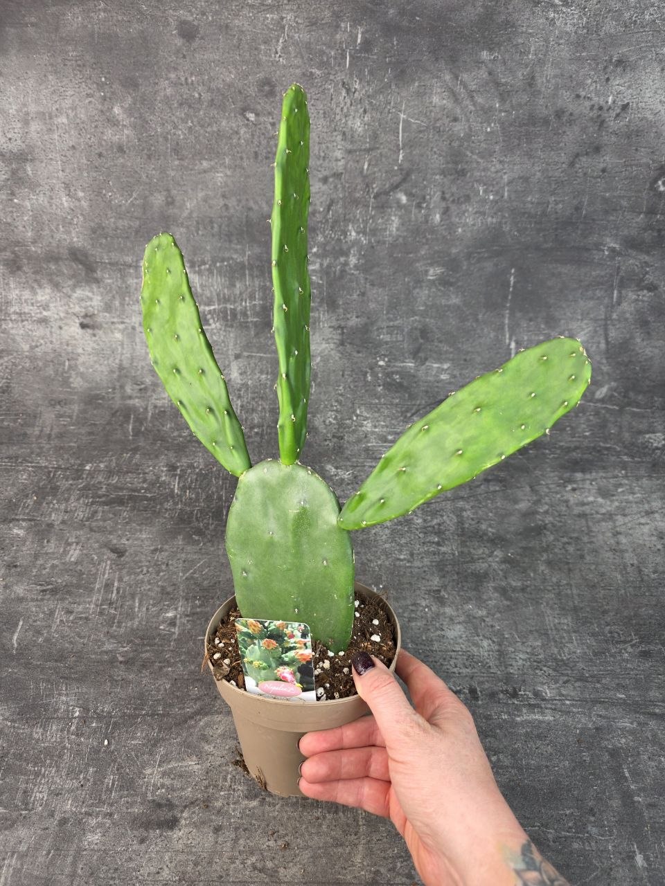 Opuntia 14 cm
