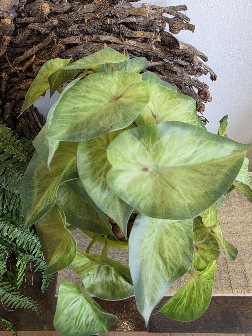 Imitace pokojová rostlina syngonium