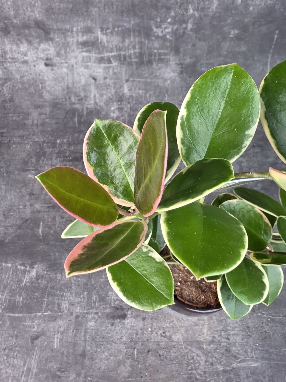 Hoya Blondie na kruhu