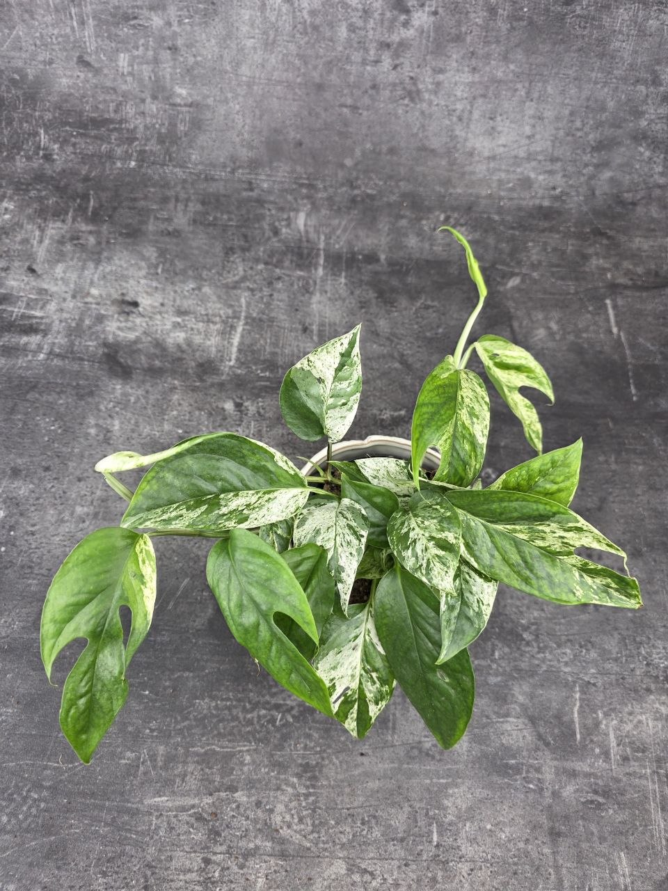 Epipremnum Marble King