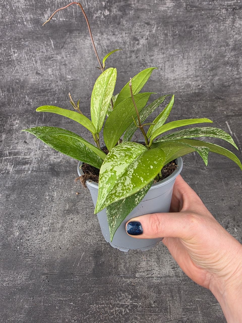 Hoya Silverspots 12 cm