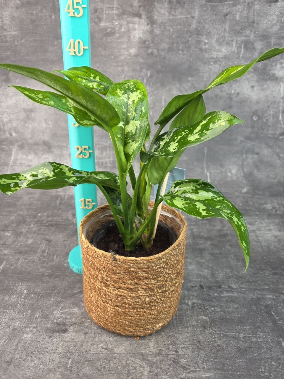 Aglaonema Maria 14 cm