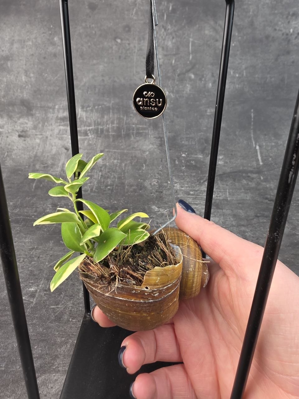 Hoya ve šnečí ulitě a černém čtveratém stojanu Hoya heuschkeliana variegata (8)