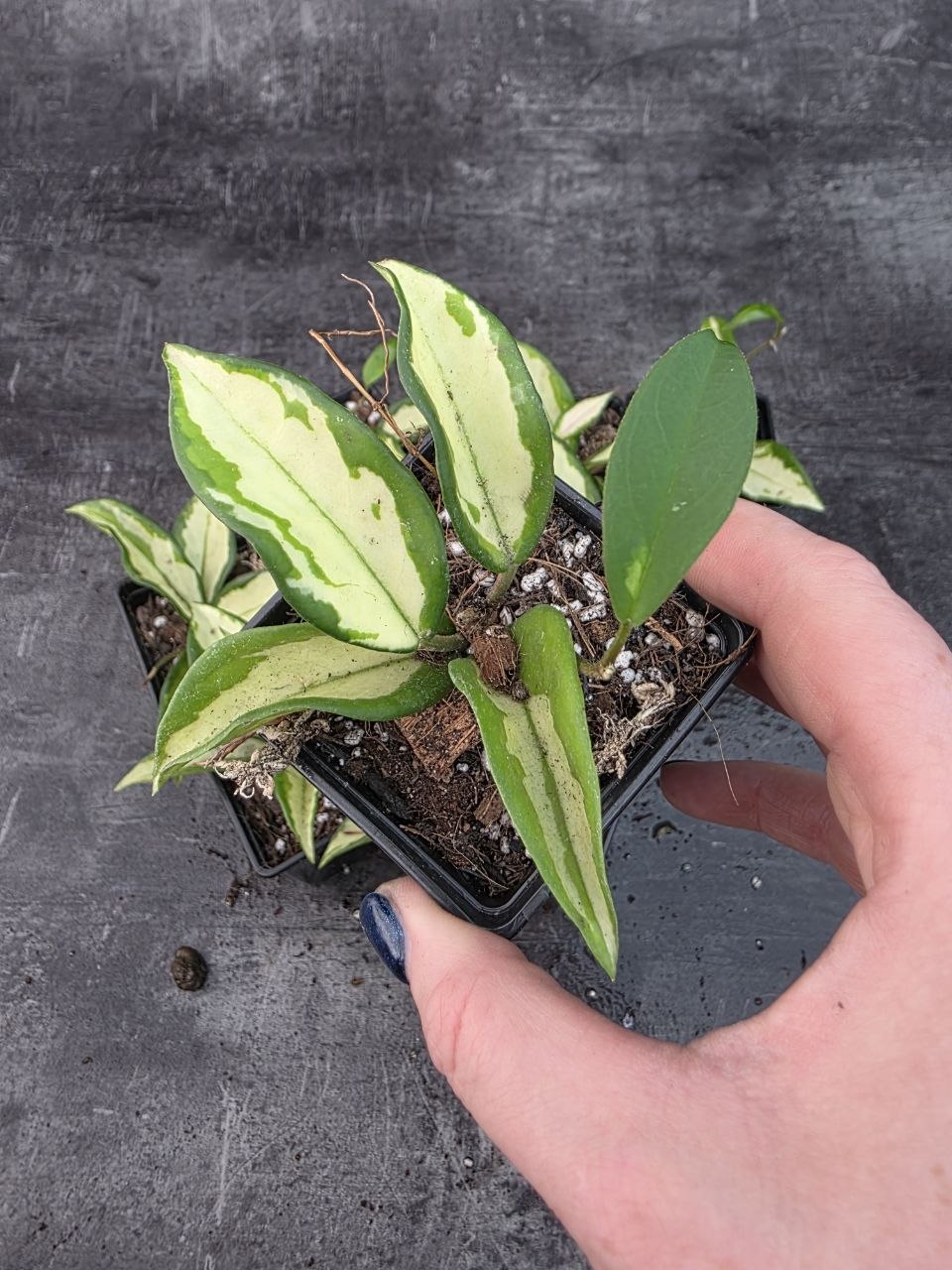 Pěstírna KYTKYshop Hoya Carnosa Tricolor