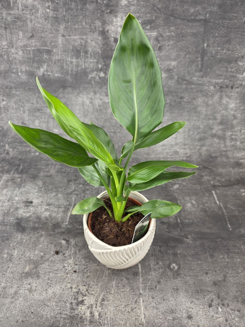 Strelitzia Reginae 