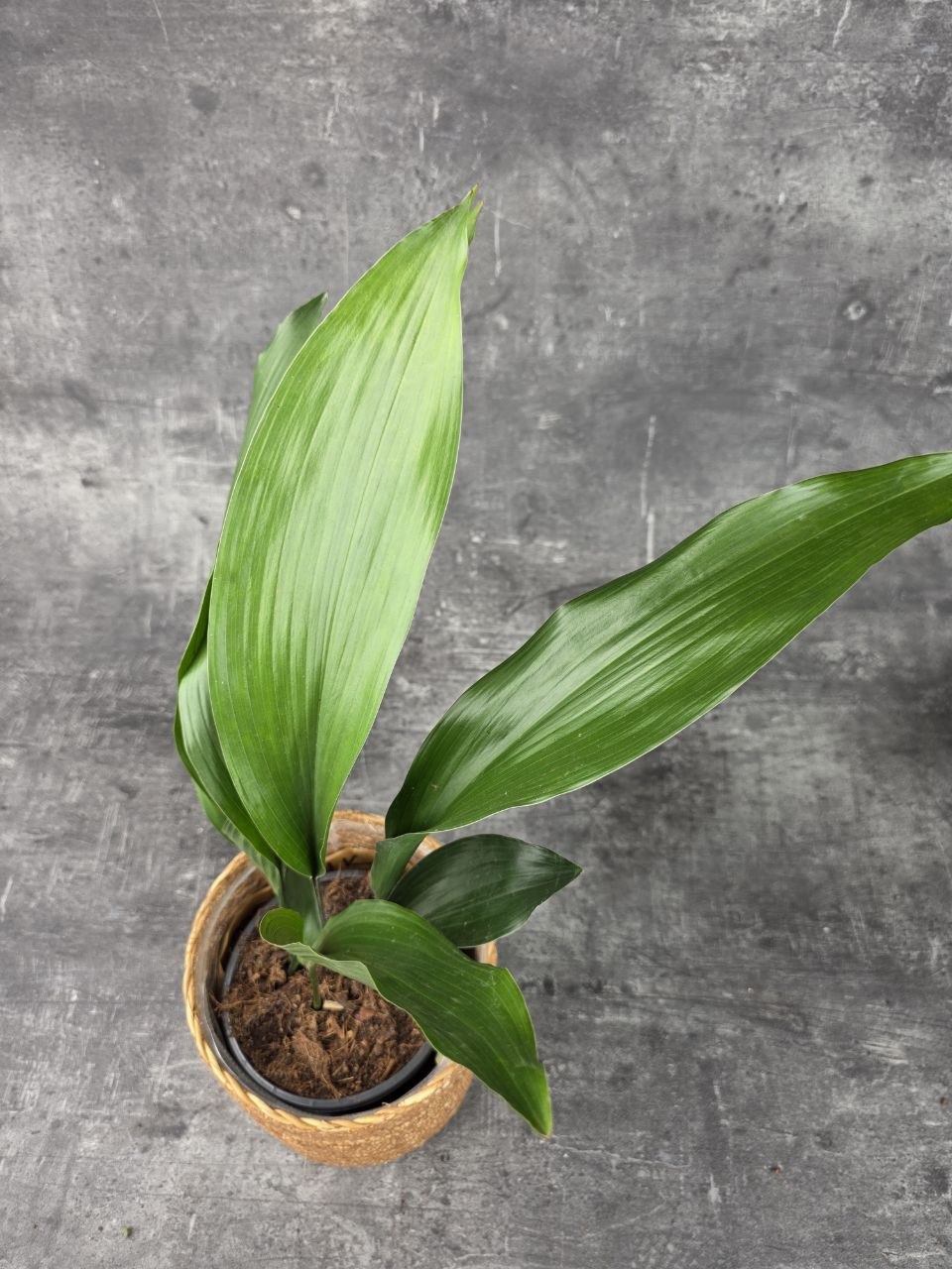 Aspidistra Elatior 13 cm