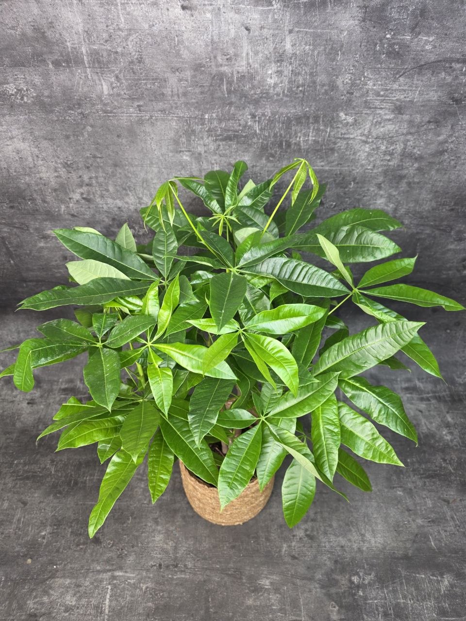 Pachira Aquatica, strom štěstí 19 cm