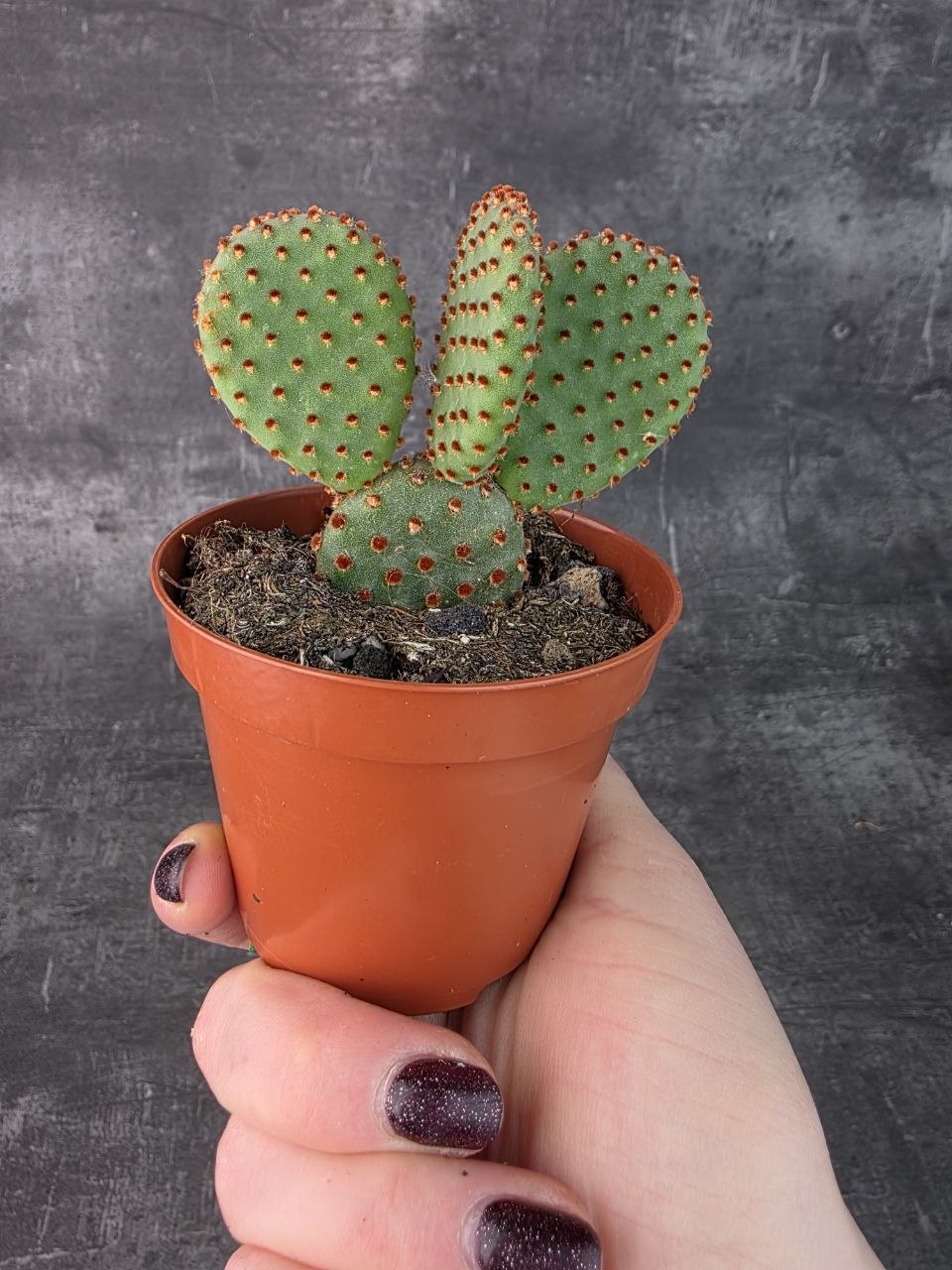 Opuntia Microdasys Rufida 8,5 cm