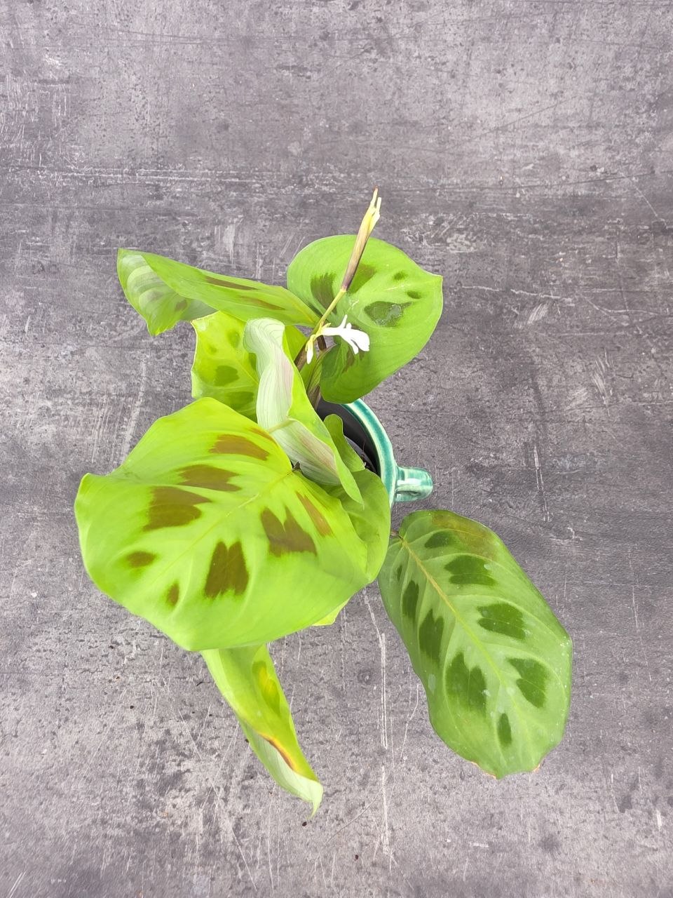 Marantha leuconeura fiesta mini