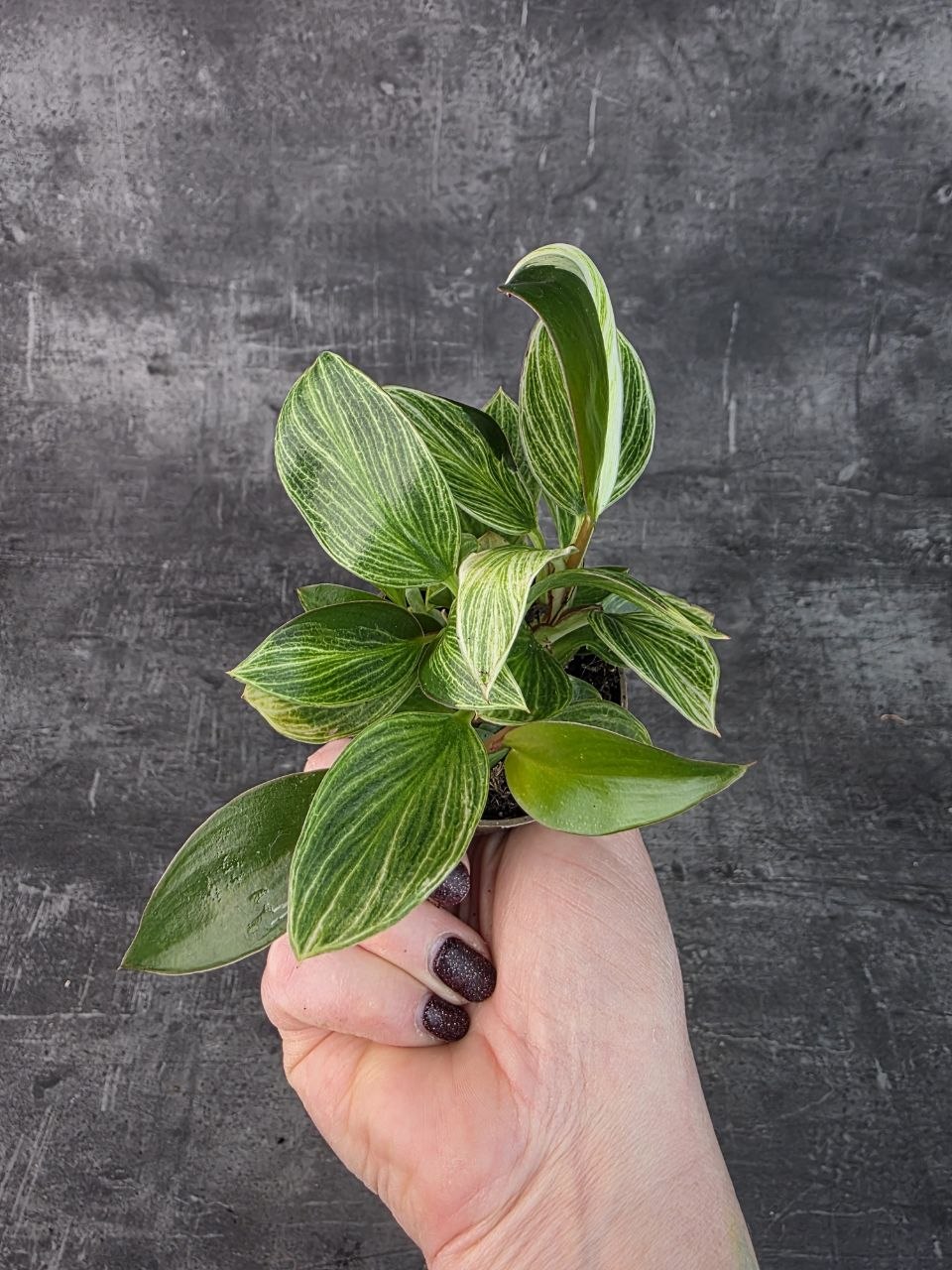 Philodendron White Measure mini