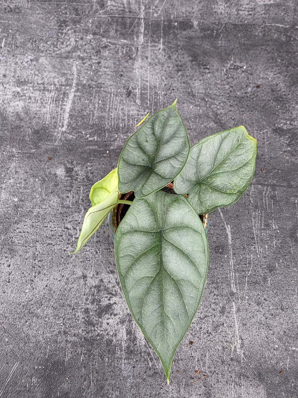 Alocasia Silver Dragon mini
