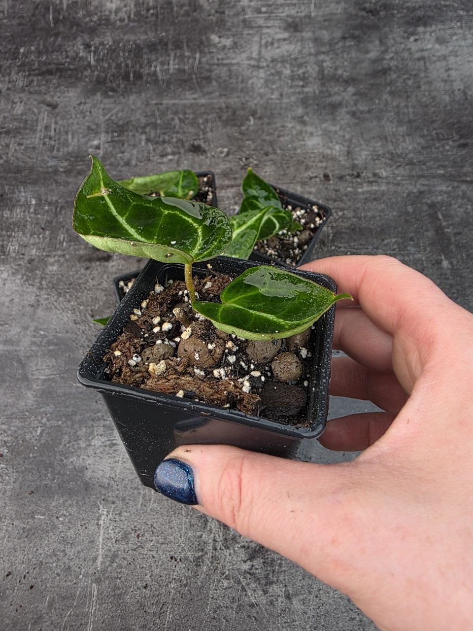 Pěstírna KYTKYshop Anthurium Christalinum