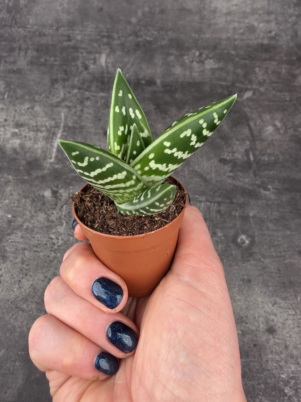 Aloe Variegatta mini