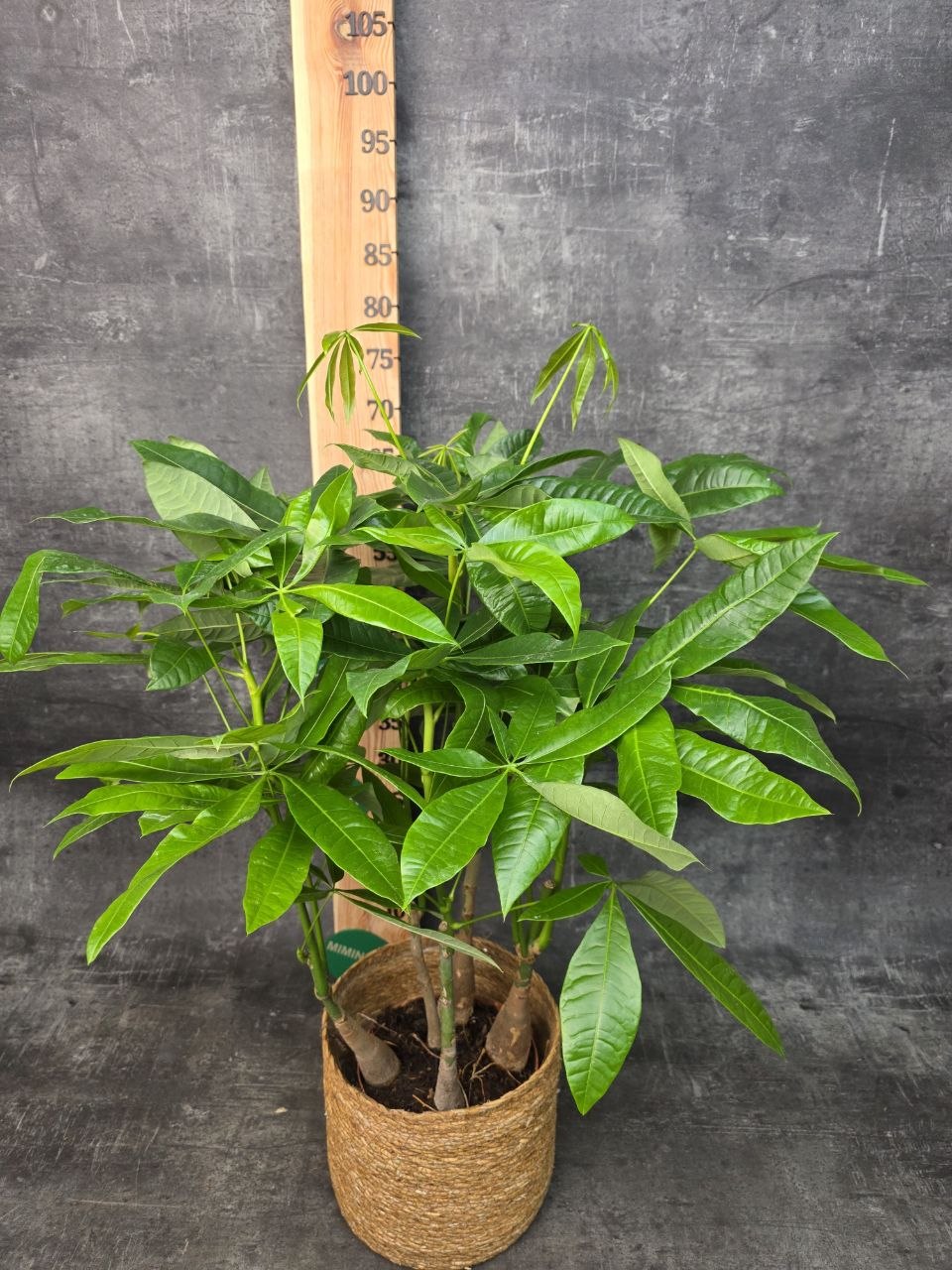 Pachira Aquatica, strom štěstí 19 cm