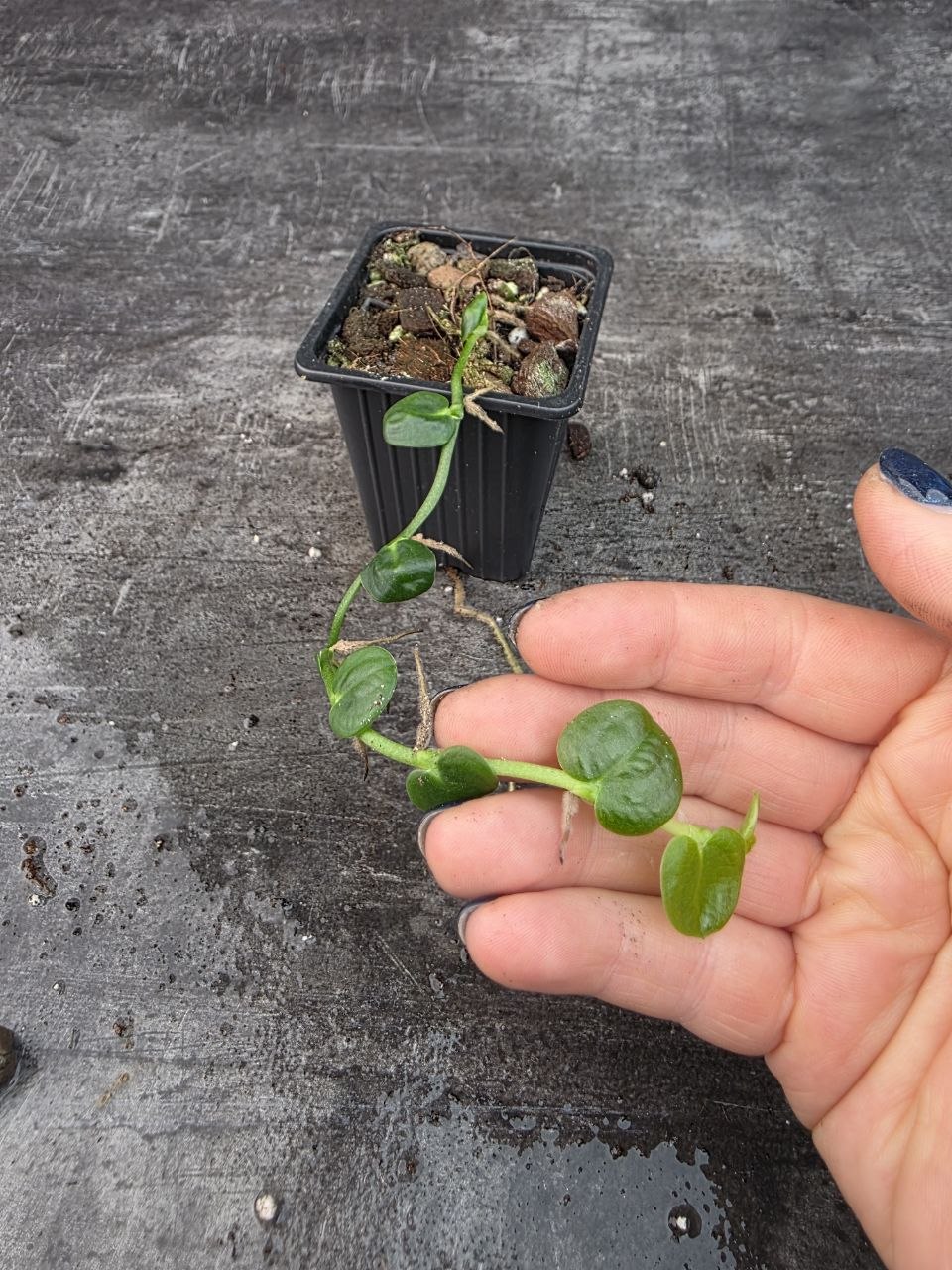 Pěstírna KYTKYshop Monstera Dubia
