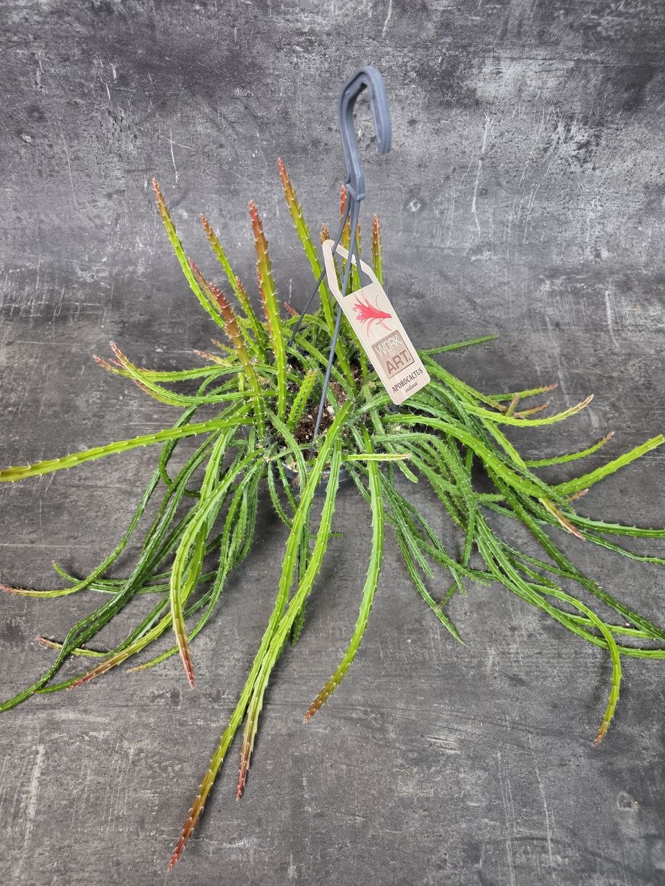 Aporocactus Melanie závěs 14 cm