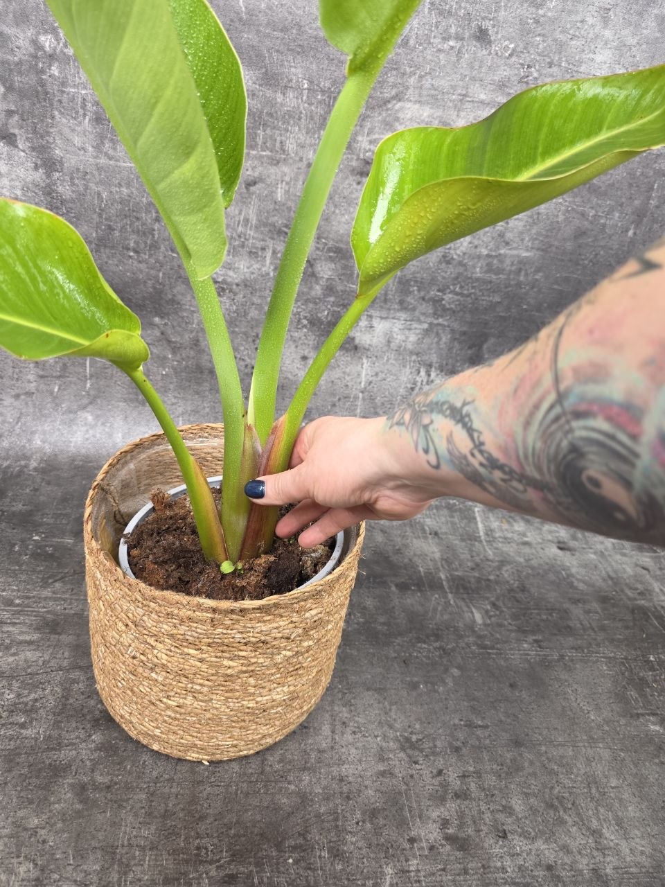Strelitzia Nicolai 17 cm
