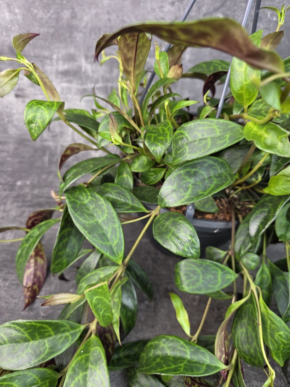Aeschynanthus Marmoratus 14 cm
