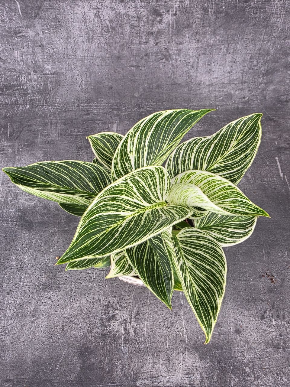Philodendron White Wave